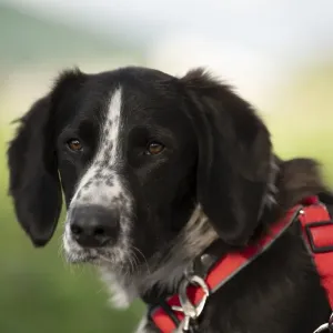 Domestic dog (Canis lupus familiaris)