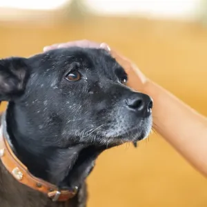 Domestic dog (Canis lupus familiaris)