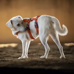Domestic dog (Canis lupus familiaris) Domestic dog (Canis lupus familiaris)