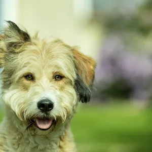 Domestic dog (Canis lupus familiaris)
