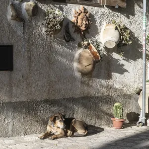 Domestic dog (Canis lupus familiaris) lying in front of a house wall decorated with kerakik Domestic dog (Canis lupus familiaris) lying in front of a house wall decorated with kerakik