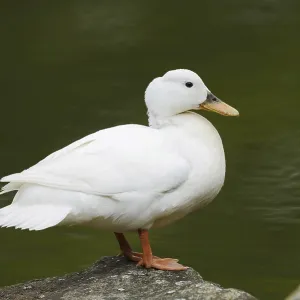 Domestic duck (Anas platyrhynchos f)