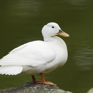 Domestic duck (Anas platyrhynchos f)