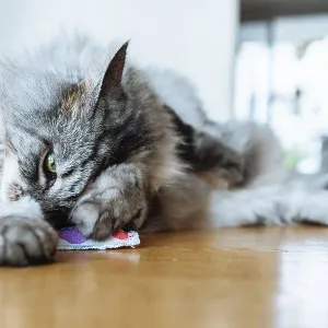 Domestic fluffy gray cat plays with stimulating pad with valerian Domestic fluffy gray cat plays with stimulating pad with valerian