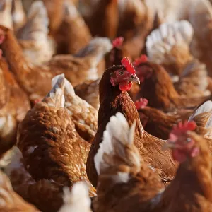 Domestic fowl, free-range chickens in a meadow