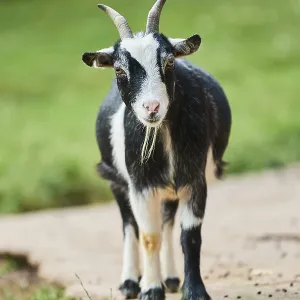 Domestic goat (Capra aegagrus hircus) standing on the ground