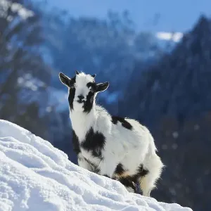 Domestic Goat Kid Print on Snowy Meadow in Winter Domestic Goat Kid Print on Snowy Meadow in Winter