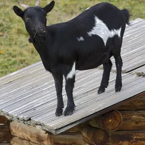 Domestic goat standing on a barn roof Domestic goat standing on a barn roof