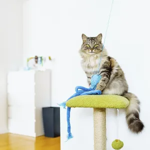 Domestic gray fluffy big cat Maine Coon breed plays with toy sitting on cat tree Domestic gray fluffy big cat Maine Coon breed plays with toy sitting on cat tree