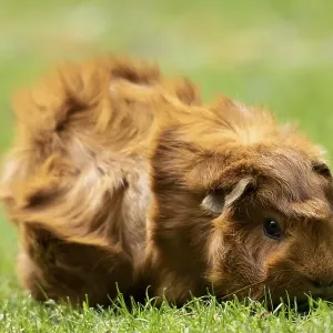 Domestic guinea pig, rosette guinea pig (Cavia porcellus) Domestic guinea pig, rosette guinea pig (Cavia porcellus)