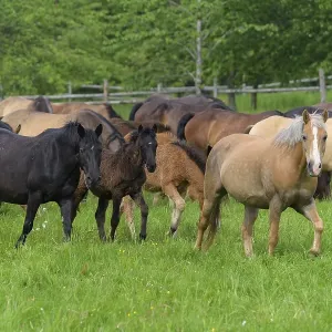 Domestic horse, herd on the pasture Domestic horse, herd on the pasture