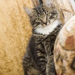Domestic Kitten sit on a sofa Domestic Kitten sit on a sofa