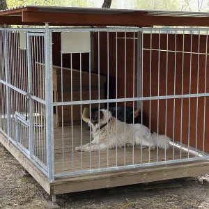 Domestic pet old dog lives in a steel cage
