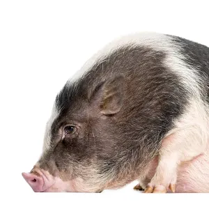Domestic Pig, 6 months old, lying in front of white background