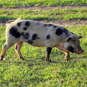 Domestic pig, female, sow, Pantanal