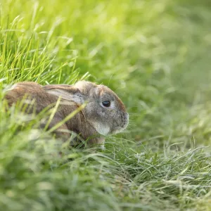 Domestic rabbit or bunny on a green spring meadow in nature
