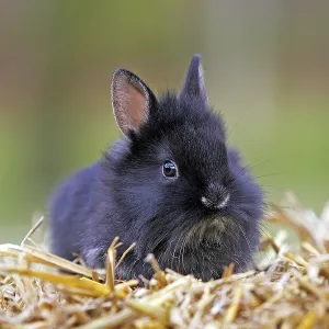 Domestic rabbit (Oryctolagus cuniculus)