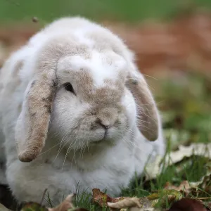 Domestic rabbit (Oryctolagus cuniculus domestica)