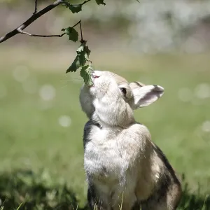 Domestic rabbit (Oryctolagus cuniculus domestica)