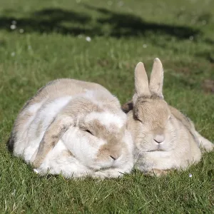 Domestic rabbit (Oryctolagus cuniculus domestica) Domestic rabbit (Oryctolagus cuniculus domestica)