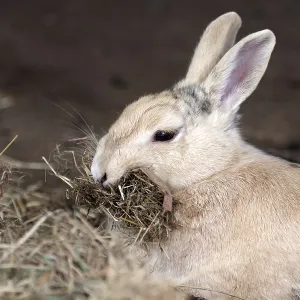 Domestic rabbit (Oryctolagus cuniculus domestica) Domestic rabbit (Oryctolagus cuniculus domestica)
