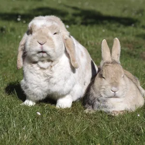 Domestic rabbit (Oryctolagus cuniculus domestica)