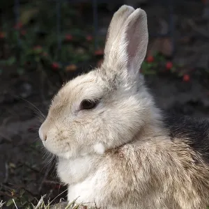 Domestic rabbit (Oryctolagus cuniculus domestica)