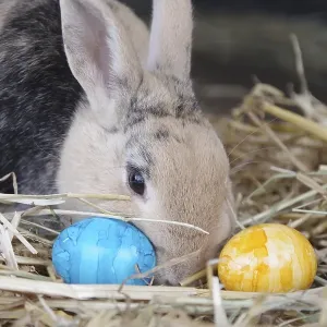 Domestic rabbit (Oryctolagus cuniculus forma domestica) Domestic rabbit (Oryctolagus cuniculus forma domestica)