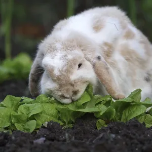 Domestic Rabbit Eating Winter Lettuce Print