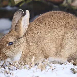Domestic rabbit (Oryctolagus cuniculus forma domestica) in the snow in winter Domestic rabbit (Oryctolagus cuniculus forma domestica) in the snow in winter