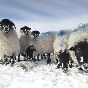 Oveja doméstica, rebaño de Dalesbred.