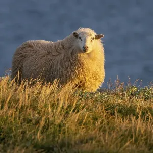 Domestic sheep (Ovis aries) in the evening light Domestic sheep (Ovis aries) in the evening light