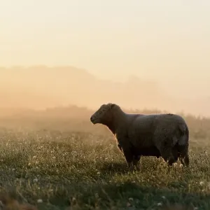 Domestic sheep (Ovis aries gmelini) in mist Domestic sheep (Ovis aries gmelini) in mist