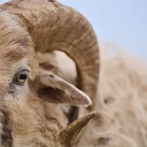 Domestic sheep (Ovis aries) Heidschnucke moorland sheep