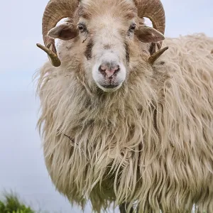 Domestic sheep (Ovis aries) Heidschnucke moorland sheep