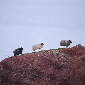 Domestic sheep (Ovis aries) Heidschnucke moorland sheep on the cliffs