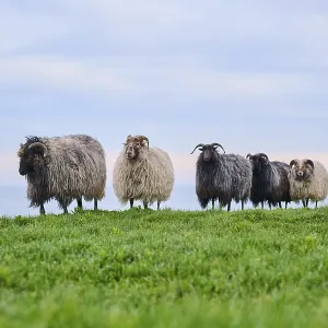 Domestic sheep (Ovis aries) Heidschnucke moorland sheep on a meadow Domestic sheep (Ovis aries) Heidschnucke moorland sheep on a meadow