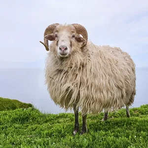 Domestic sheep (Ovis aries) Heidschnucke moorland sheep on a meadow Domestic sheep (Ovis aries) Heidschnucke moorland sheep on a meadow