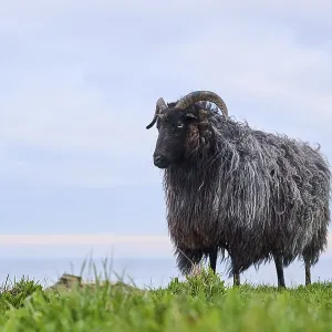 Domestic sheep (Ovis aries) Heidschnucke moorland sheep on a meadow Domestic sheep (Ovis aries) Heidschnucke moorland sheep on a meadow