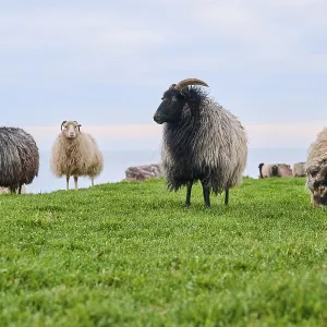 Domestic sheep (Ovis aries) Heidschnucke moorland sheep on a meadow Domestic sheep (Ovis aries) Heidschnucke moorland sheep on a meadow