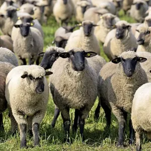 Domestic sheep (Ovis gmelini aries) Domestic sheep (Ovis gmelini aries)
