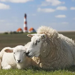Domestic sheep (Ovis gmelini aries) with lamb lies on dike in front of lighthouse Westerheversand Domestic sheep (Ovis gmelini aries) with lamb lies on dike in front of lighthouse Westerheversand
