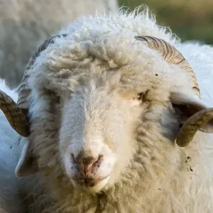 Domestic sheep (Ovis orientalis aries) Domestic sheep (Ovis orientalis aries)