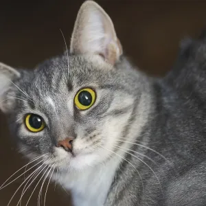 Domestic short-haired young whiskered cat looking