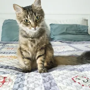 Domestic shorthair kitten on the bed