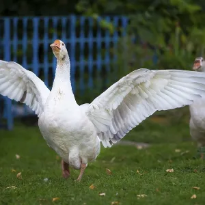 Domestic Village Goose Flaps Its Wings Print Domestic Village Goose Flaps Its Wings Print