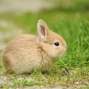 Domesticated rabbit (Oryctolagus cuniculus domesticus) cub on a meadow Domesticated rabbit (Oryctolagus cuniculus domesticus) cub on a meadow