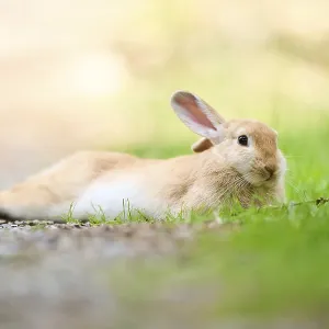Domesticated rabbit (Oryctolagus cuniculus forma domestica) lying on the ground
