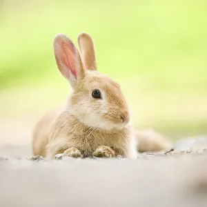 Domesticated rabbit (Oryctolagus cuniculus forma domestica) lying on the ground Domesticated rabbit (Oryctolagus cuniculus forma domestica) lying on the ground