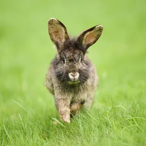 Domesticated rabbit (Oryctolagus cuniculus forma domestica) running on a meadow